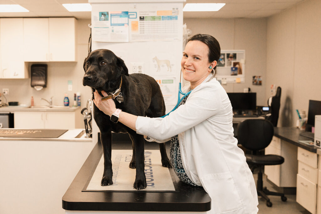 a black lab is examined by veterinarian at Mount Airy Veterinary Associates.
