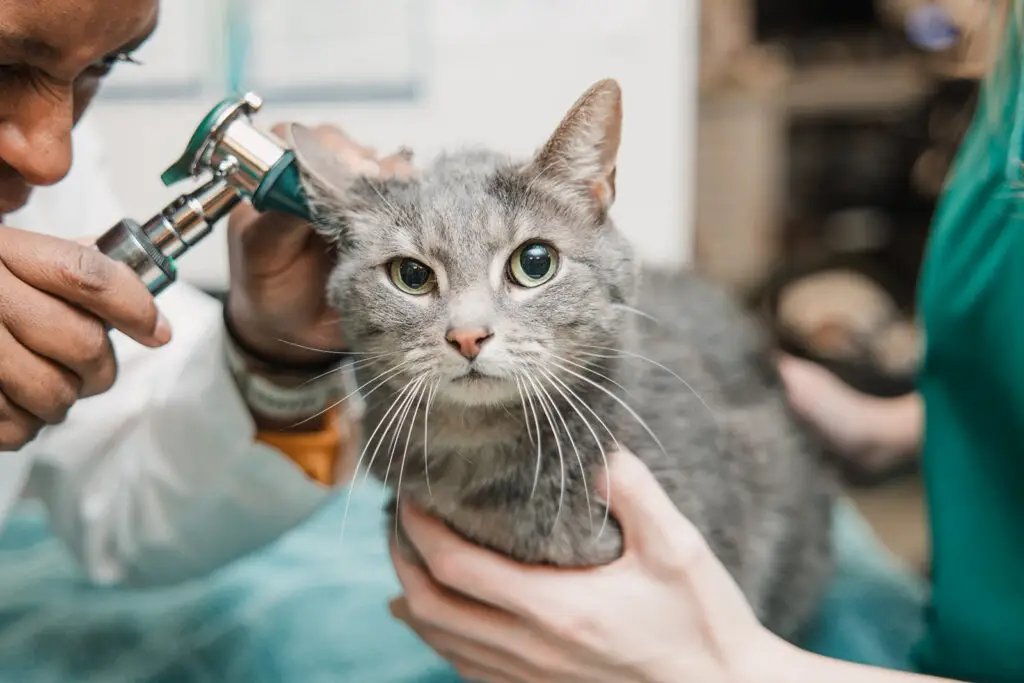 A cat's ears are examined by veterinarian in Mount Airy, MD.