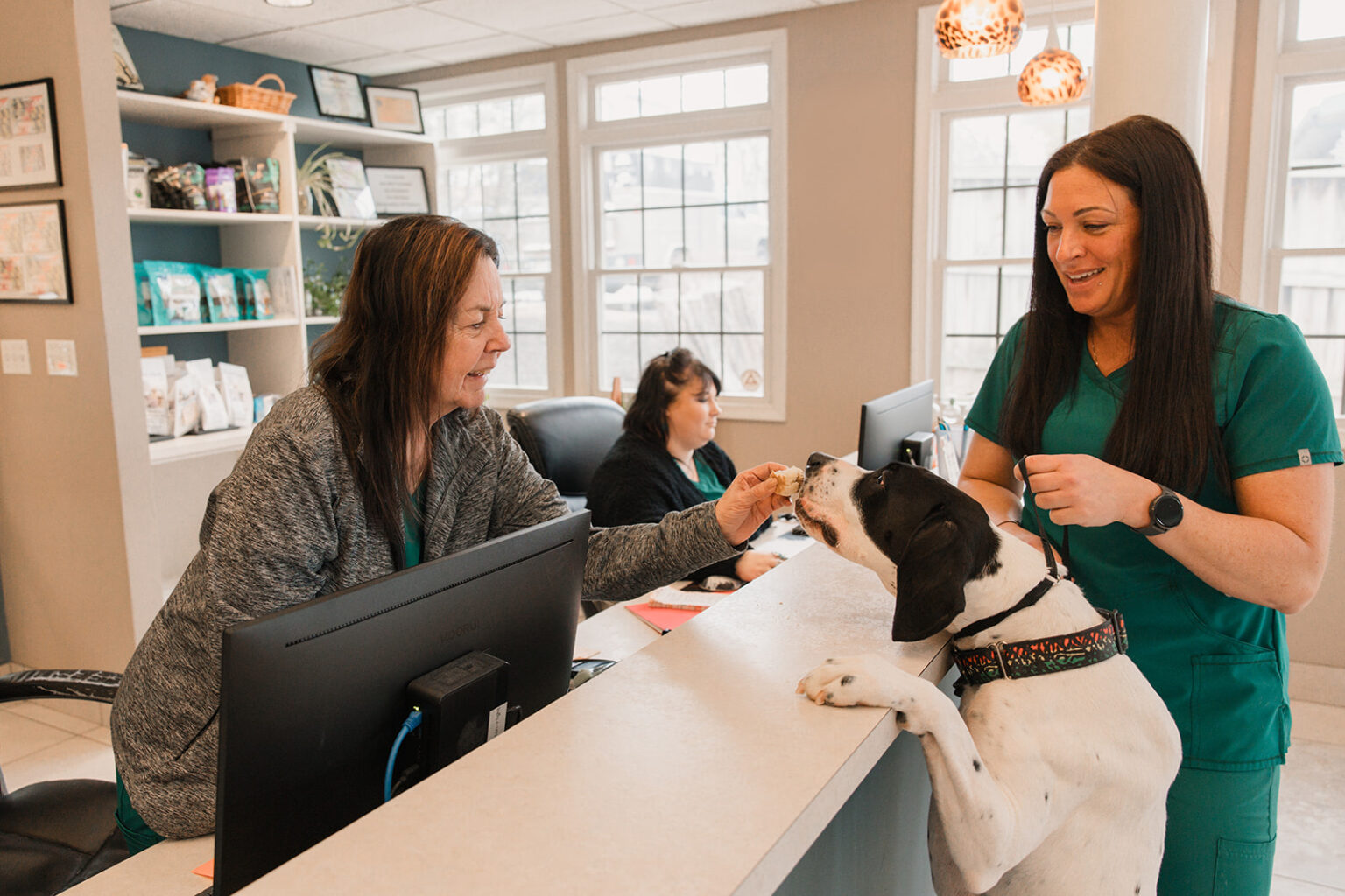 A black and white dog greets front desk staff at Mount Airy Veterinary Associates.