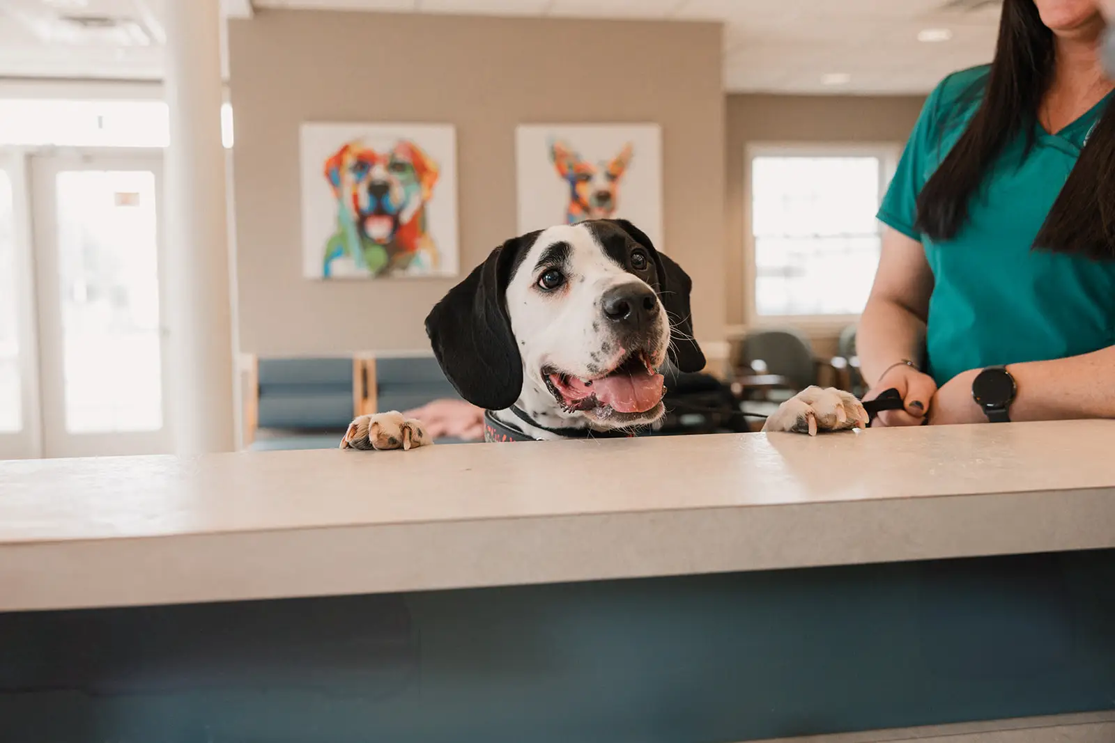 A black and white dog peeks over the front desk at Mount Airy Veterinary Associates.