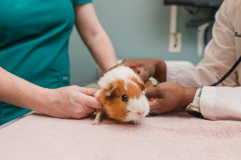 A guinea pig is examined by veterinarians in Mount Airy, MD.