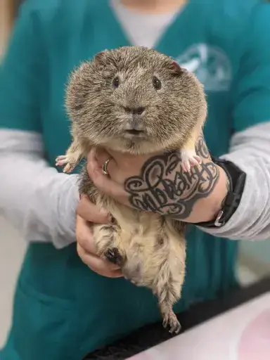 A guinea pig is held up by veterinary staff at Mount Airy Veterinary Associates.