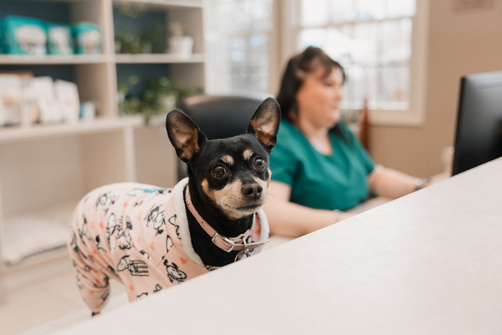 A small dog in pajamas perches on the front desk of Mount Airy Veterinary Associates