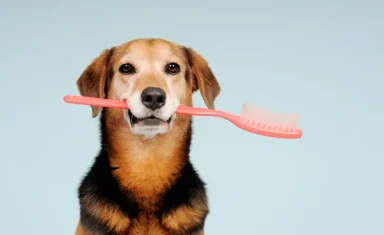 dog with toothbrush