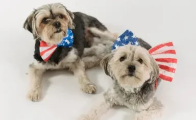 dogs on 4th of July