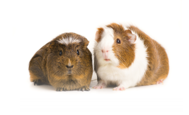 guinea pigs